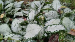 Pulmonaria 'Moonshine' Kopsurohi